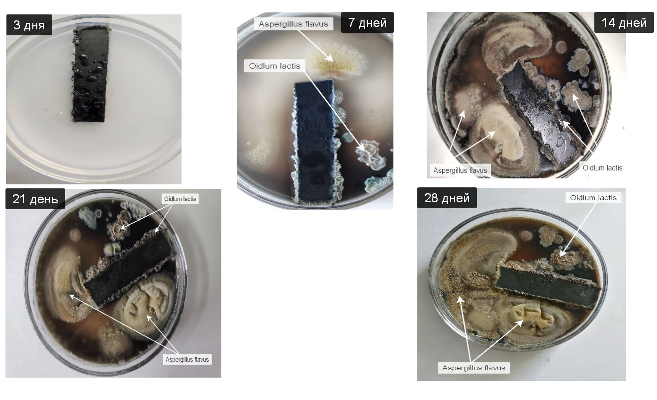 Фотофиксация образования грибов от продолжи-тельности нахождения образцов ПВХ, эксплуатированных в реальных условиях в течение 9 месяцев в питательной Среде Чапика