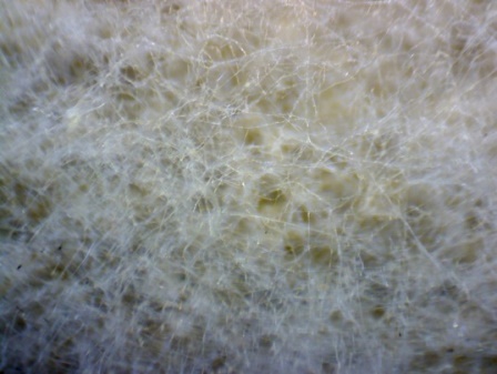 Saccharomyces под микроскопом «Эврика 40х-1280х» под увеличением 4х