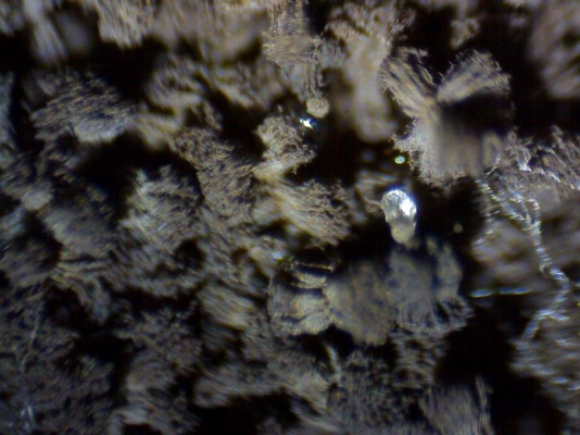 Aspergillus niger под микроскопом «Эврика 40х-1280х» под увеличением 4х