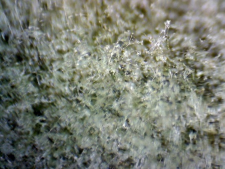 Penicillium под микроскопом «Эврика 40х-1280х» под увеличением 4х