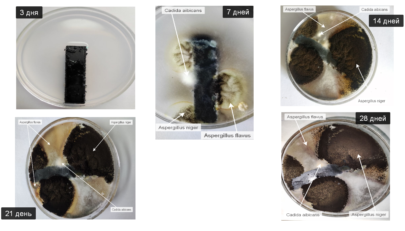 Фотофиксация образования грибов от продолжительности нахождения образцов ПВХ, эксплуатированных в реальных условиях в течение полугода в питательной Среде Чапика