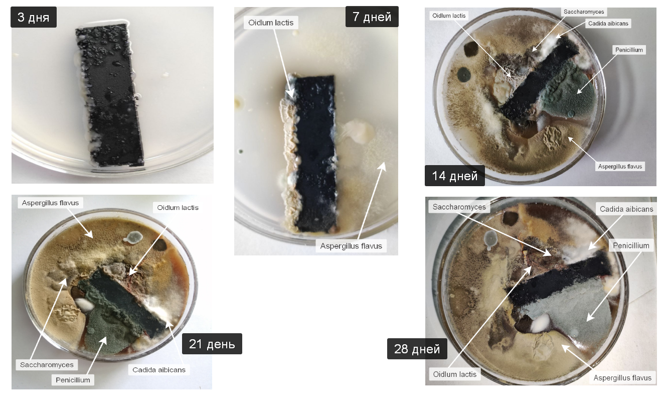 Фотофиксация образования грибов от продолжительности нахождения образцов ПВХ эксплуатированных в реальных условиях в течение года в питательной Среде Чапика