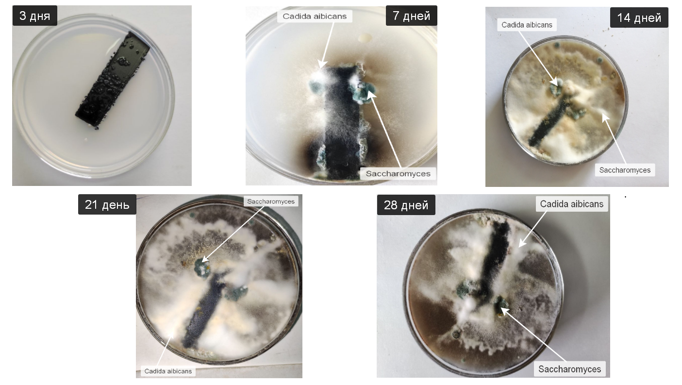 Фотофиксация образования грибов от продолжительности нахождения образцов ПВХ, эксплуатированных в реальных условиях в течение квартала в питательной Среде Чапика