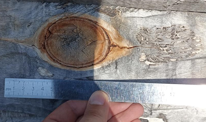 Замер диаметра овального сучка